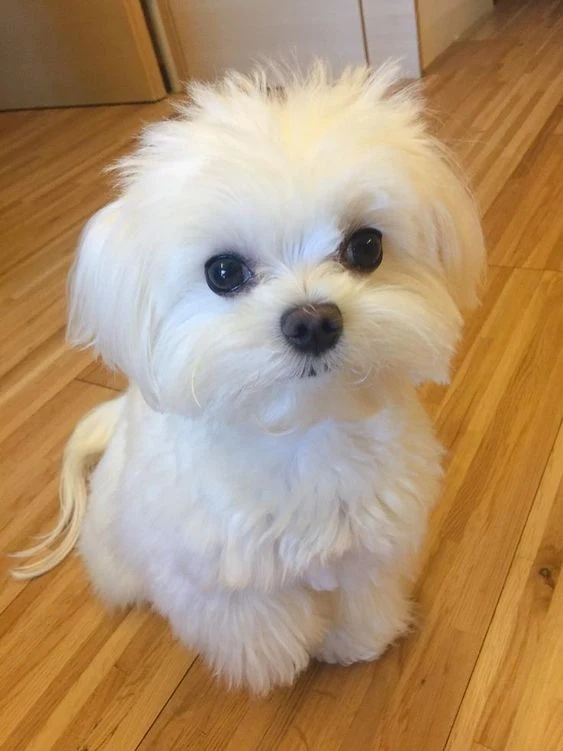 Maltese Puppy