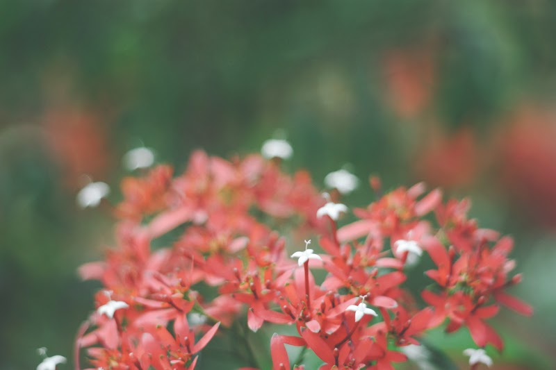 Photography Tips and Trick : Flower in Mini Garden