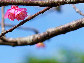 sakura, cherry blossom,flower, Japan