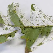 Damage caused by insect pests