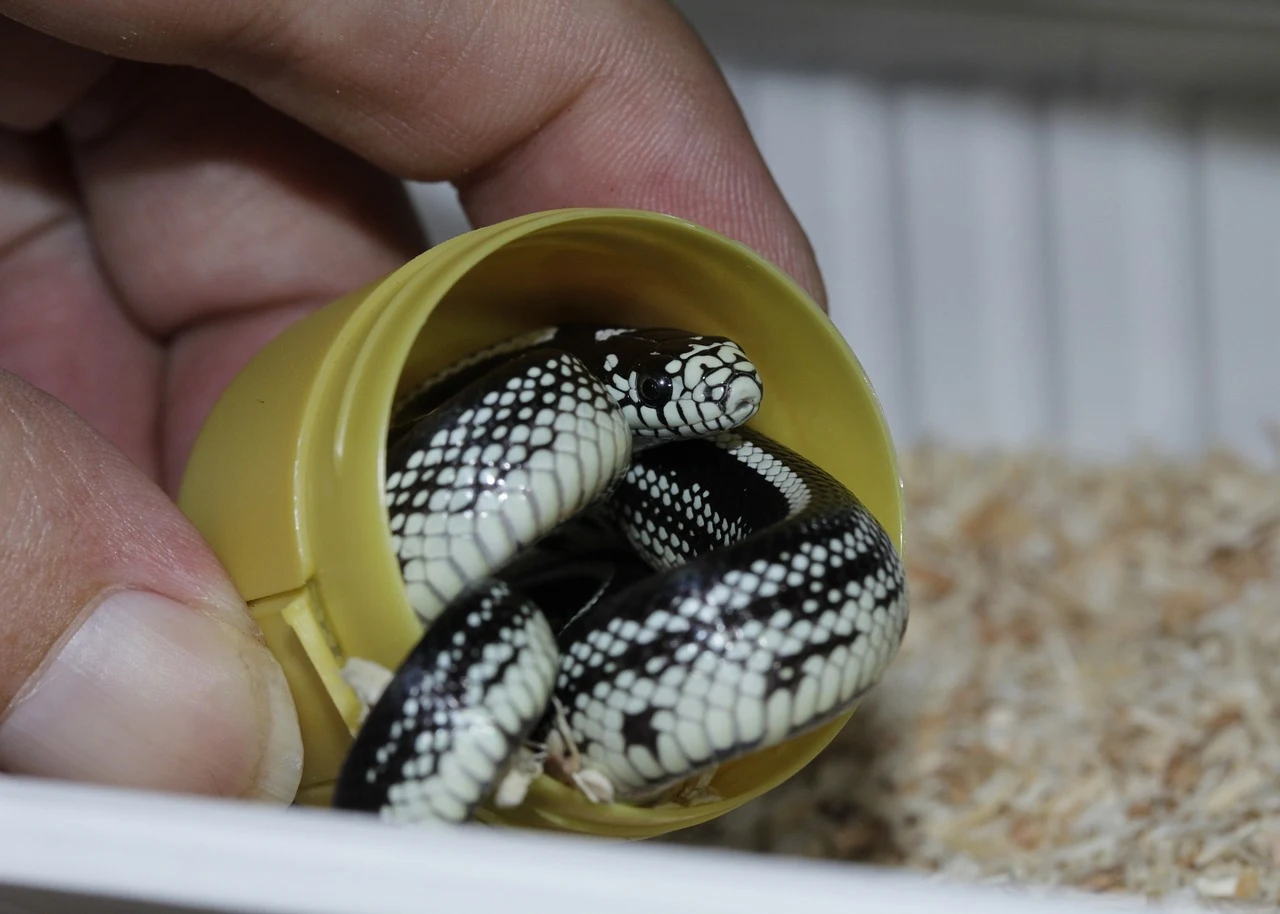 A person carefully holds a baby snake in a container, ensuring its safety and containment.