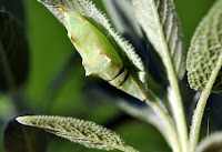 Salvia propiedades