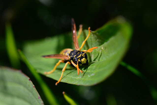 Polistes dominula