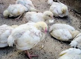Penyebab kelumpuhan pada Ayam Pedaging Dan Cara Menyembuhkannya