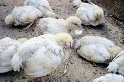 Penyebab dan gejala kelumpuhan pada Ayam Broiler Dan Cara Menyembuhkannya