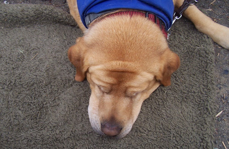 top of yellow lab trent's big and blocky head as he lays flat with chin on the ground