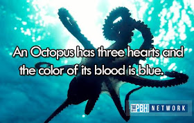 10 Amazing facts about ocean animals, amazing animals facts, ocean animal facts, octopus heart