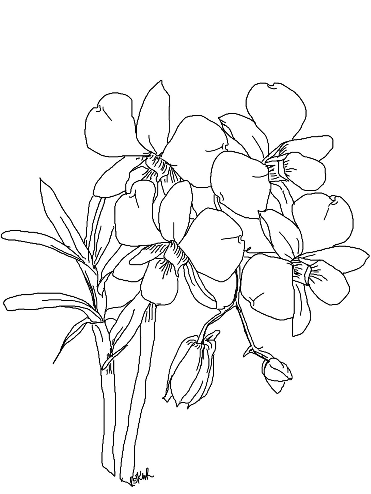 Download The Kitchen Table Crafter: Free Digi Sketch: Phalaenopsis ...