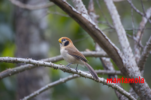 Spot-breasted Parrotbill