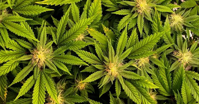 Map of East Asia showing sites of early cannabis cultivation