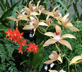 Orchids at the RHS garden, Wisley.  3 December 2013.