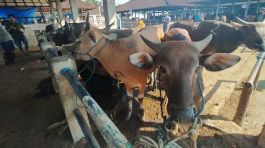 Warning! Pedagang Jangan Beli Sapi dari Daerah Terdampak PMK