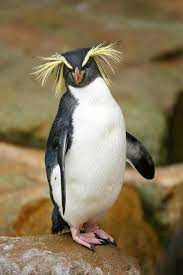 rockhopper penguin