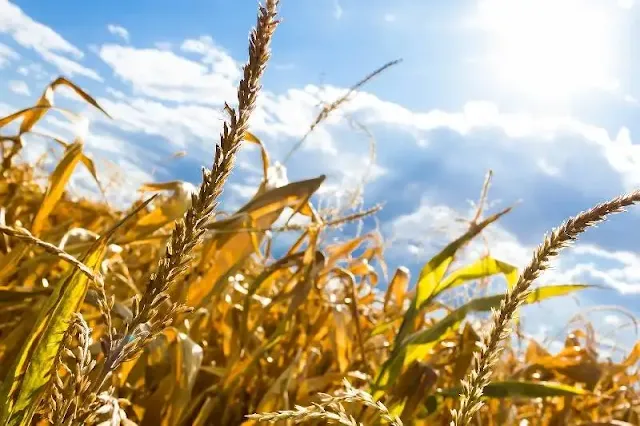 La crisis climática empeora la sequía en África y reduce la producción de alimentos: El impacto económico en la población