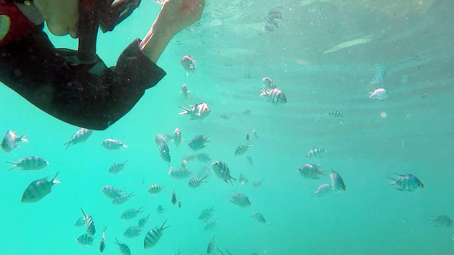 Snorkeling at Perhentian Island, Terengganu, Malaysia