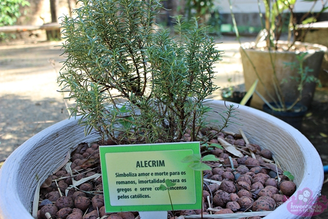 Plantas Medicinais no Jardim Botânico do Rio