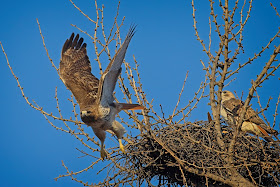 Amelia flies out of the nest.