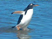 Tags: penguin conferencing, penguin publishing company, penguin windows, . (gentoo penguin falkland islands)