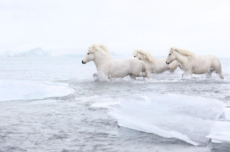 Captivating Photo Series Captures The Beauty Of Icelandic Horses