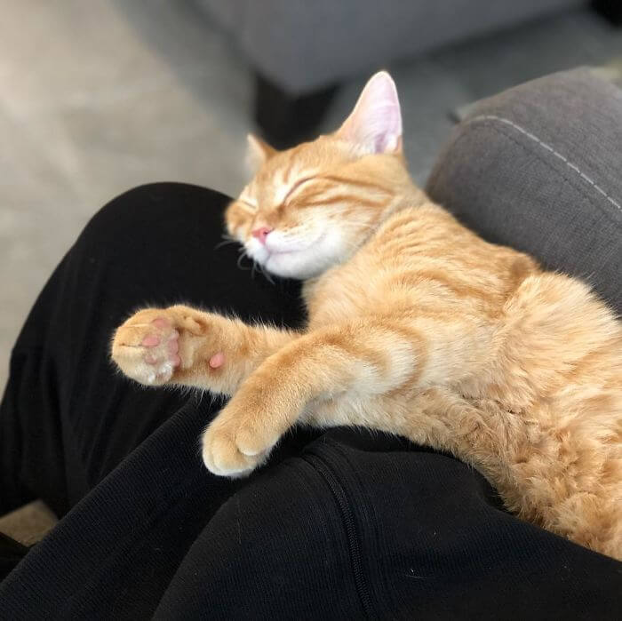 Company Adopted Two Office Kittens, Debit And Credit, To Boost Employee Morale