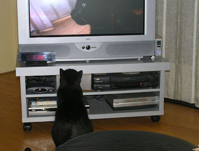 Pets watching TV Seen On www.coolpicturegallery.us