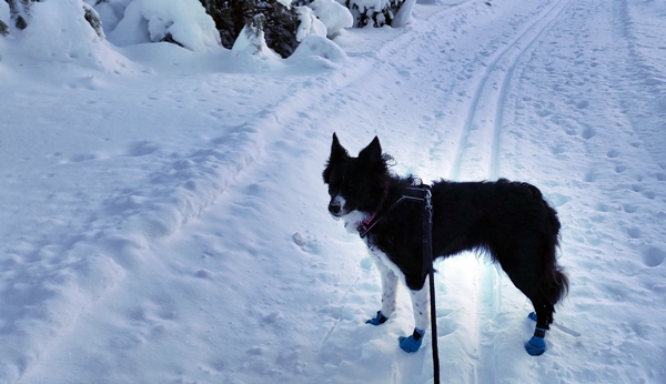 border collie igletjern skitur