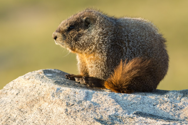 Marmot, Mount Evans