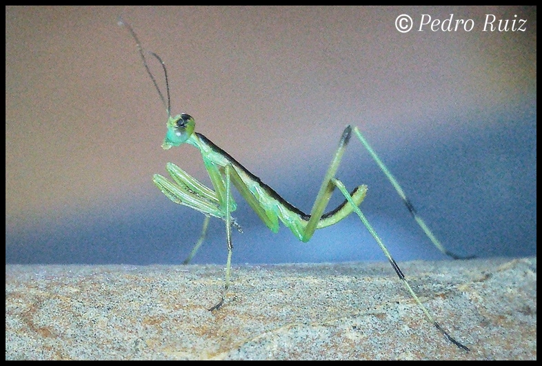 Ninfa L1 de Omomantis zebrata