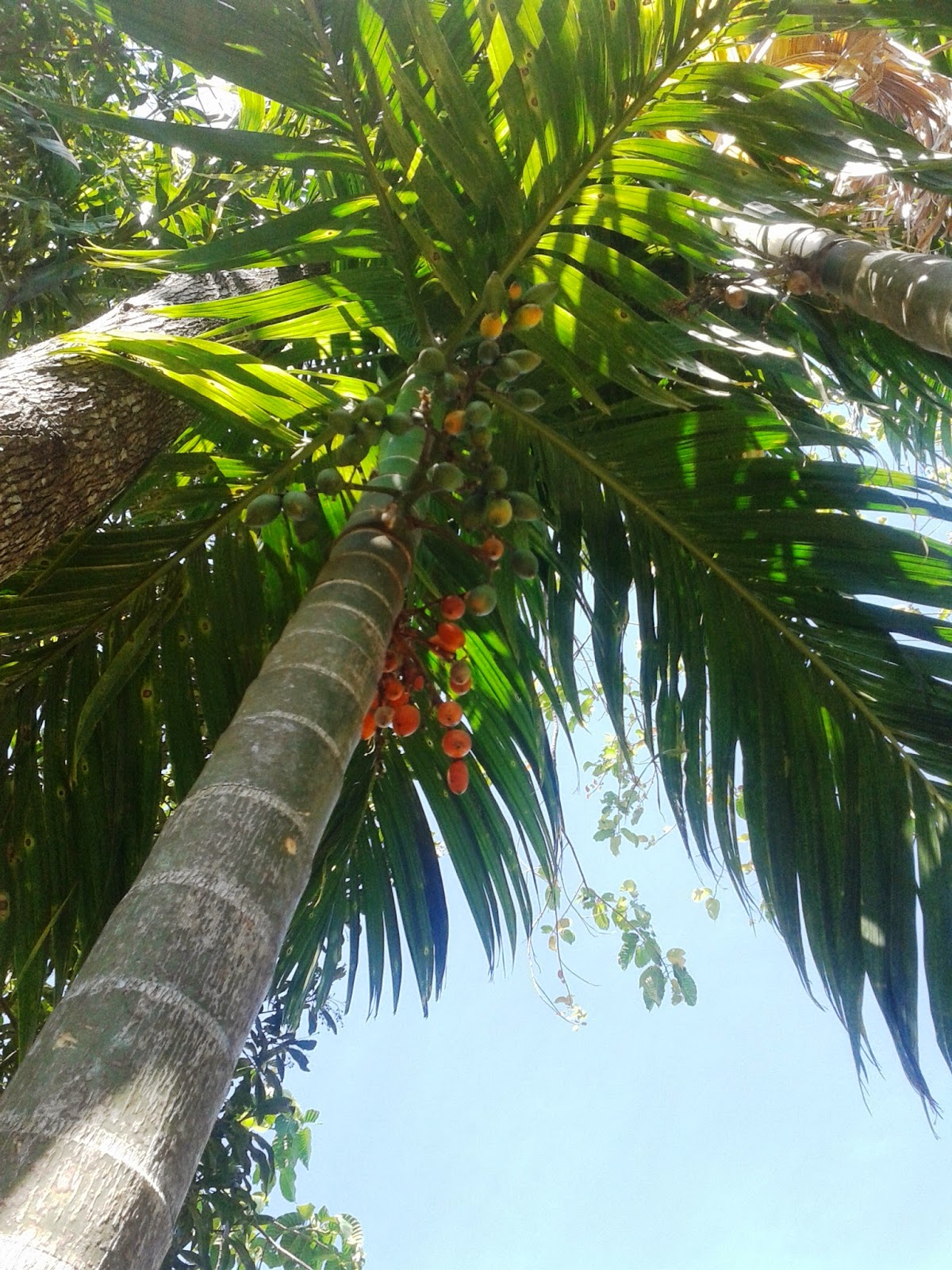 Jual Pohon  Pinang  Jasa Pembuatan Taman dan Kolam Daerah 