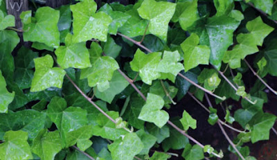 ivy plant 