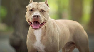 28 octombrie 2023: Ziua de Conștientizare a Câinelui Pitbull