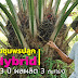 สวนปาล์มชุมพรปลูกปาล์มน้ำมัน CPI Hybrid ปลื้มอายุ 3 ปี ผลผลิต 3 ตัน/ไร่/ปี