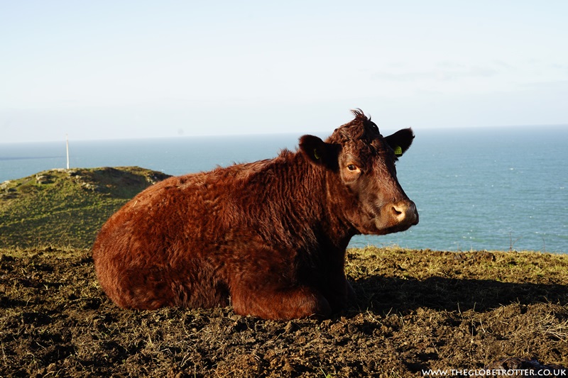 Cattle on the coast in Boscastle