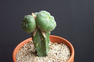 Lophophora on Myrtillocactus