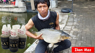 Essen Katilayu Ikan Mas Harian