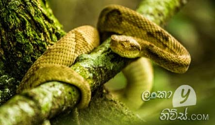 Snakes Sri ankaa