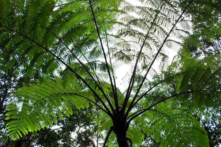 EKOGEO: MENGENAL TANAMAN HUTAN TROPIS DAN SAVANA INDONESIA