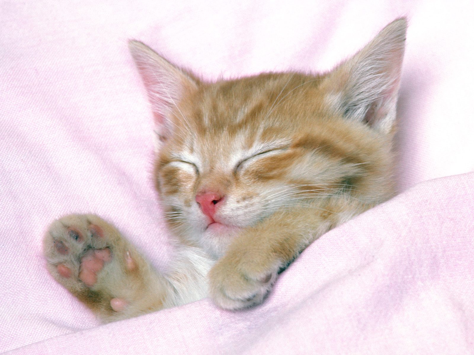 https://blogger.googleusercontent.com/img/b/R29vZ2xl/AVvXsEhA2RAnb_naY2VLISwoLu60xofWqRyCclNUBQEfDf3DQQPAqBnCTwiOVq9zlZlNGQx3toTWB33cUxRIn8Ht6S4A527NKCITLWDMNnbf8fxVTErFM4bSpic25pbFFHoSqSrHk8vyMGqejCqn/s1600/Sleeping-Cat-Wallpapers-HD.jpg