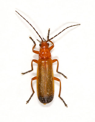 Rhagonycha fulva