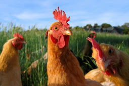 Chicken Chicken animalia facts
