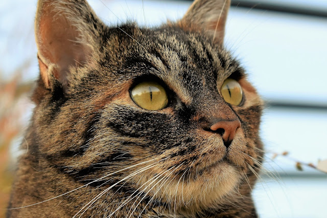 cat muzzle, close up, wallpaper