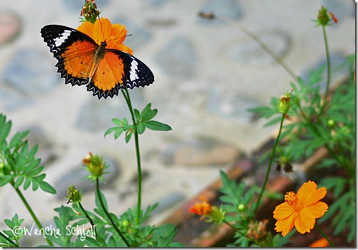 Cethosia-hypsea---Malayan-L