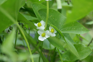 Sagittaire à larges feuilles - Sagittaria latifolia