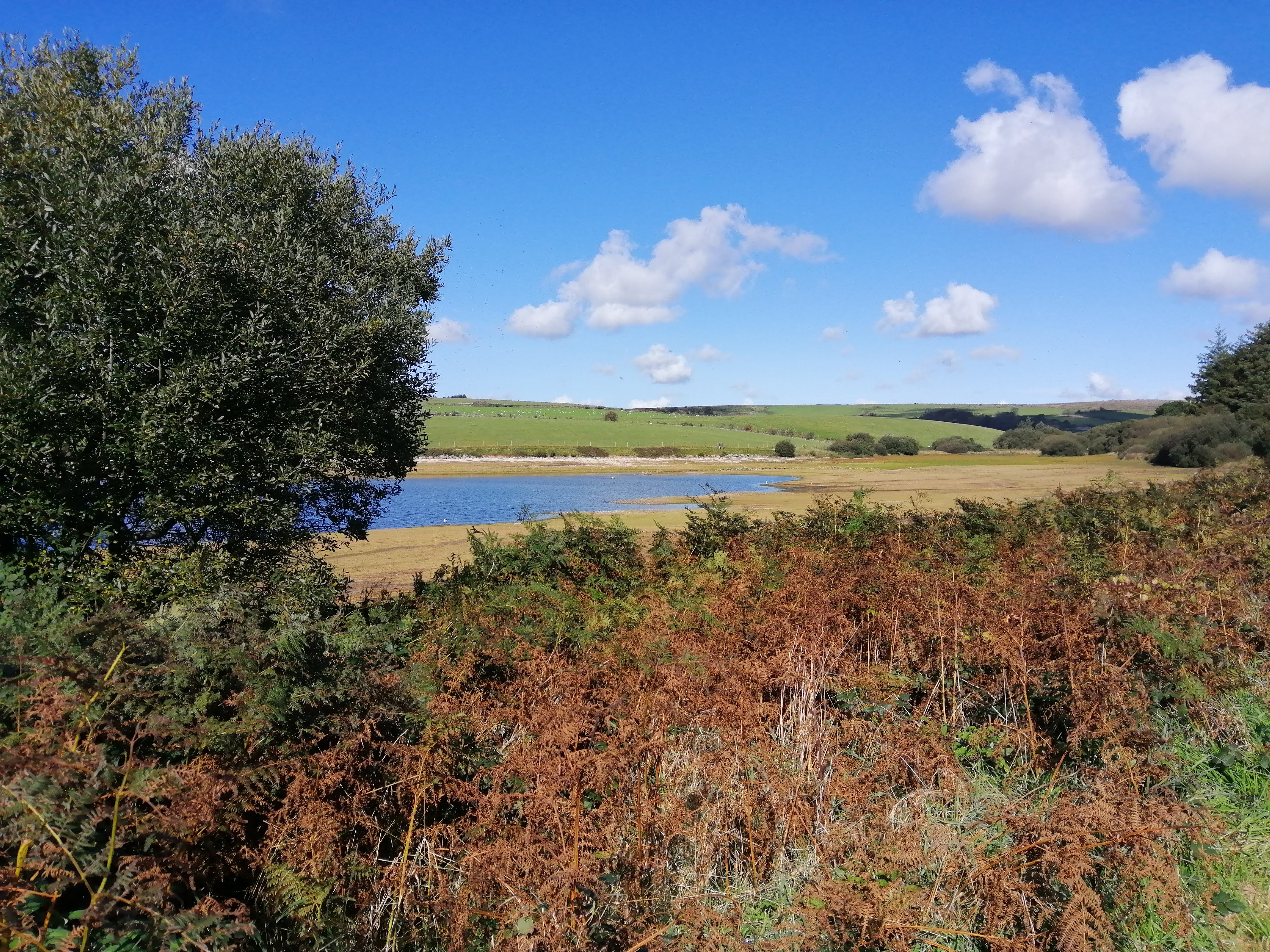 Bracken at Siblyback lake, Cornwall