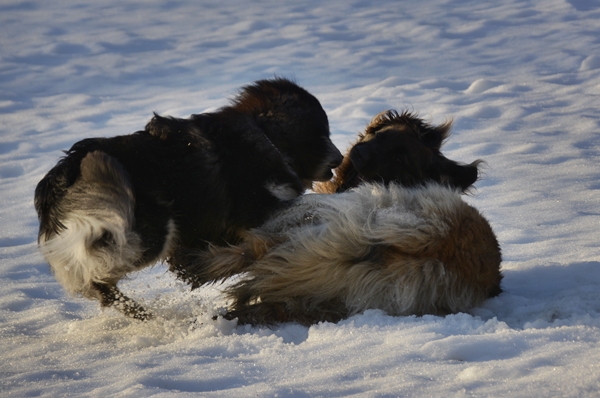 finsk lapphund leonberger