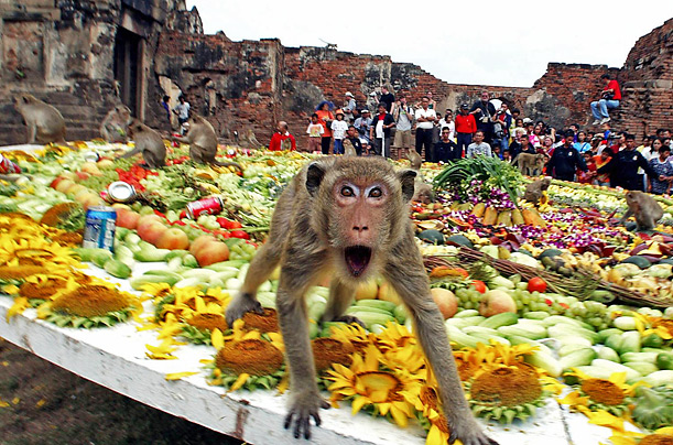 تايلاند، موائد، بأطنان، الفواكه، القرود