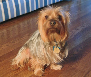 Australian Silky Terrier Dog