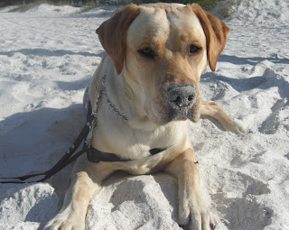 Close up picture of Toby's sandy nose!