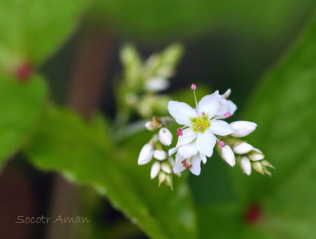 Fagopyrum cymosum