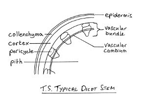 cross-section of />dicot stem